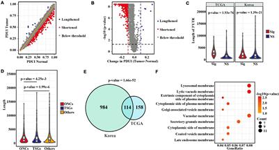 Comprehensive Analysis of APA Events and Their Association With Tumor Microenvironment in Lung Adenocarcinoma